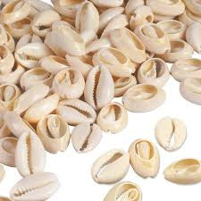 Beauty collection shell beads